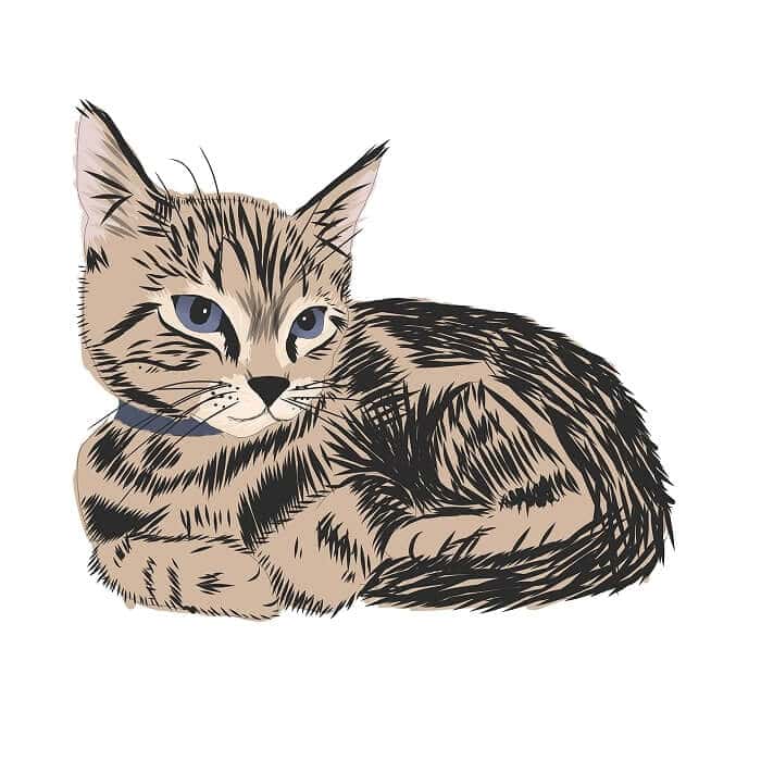 Graphic Design Cat Art Design